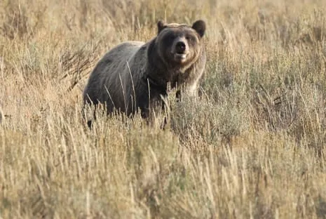 Hiker Injured by Bear in National Park Flown to Medical Facility