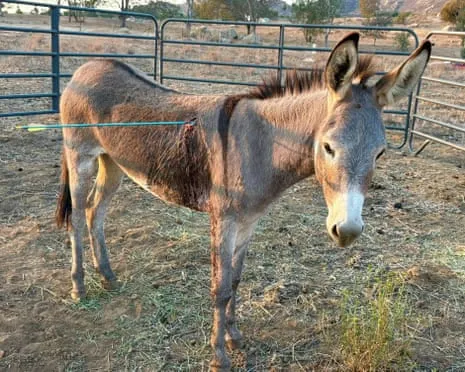 Donkey On the Mend After Recent Projectile Strike on Feral Donkeys in the Golden State