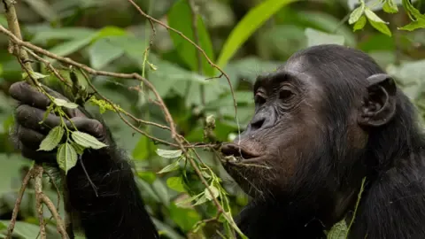 Wild Chimps Ingesting an Amount Equal of One Lager Daily from Ripe Fruits, Investigation Reveals