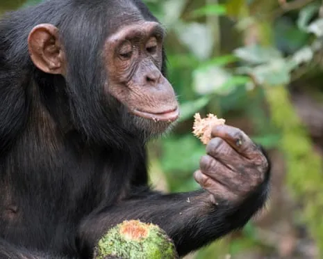 Chimpanzees Drink Daily Ethanol Equivalent to a Pint from Ripe Figs
